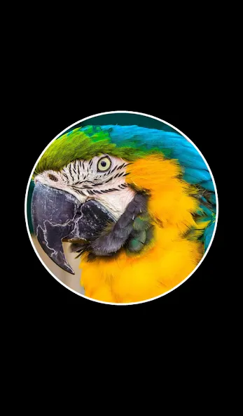 Word Rings 2  [МОД Unlimited Money] Screenshot 2